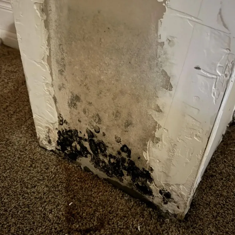 Professional Mold Removal in Union City, OH